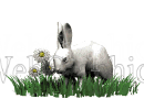 illustration - rabbit_in_grass_md_wht-gif